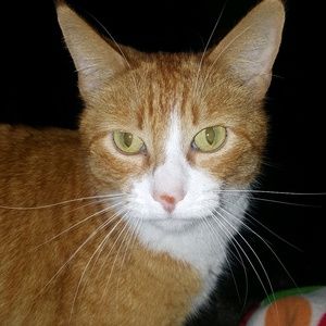 Meet your Posher, Shirley